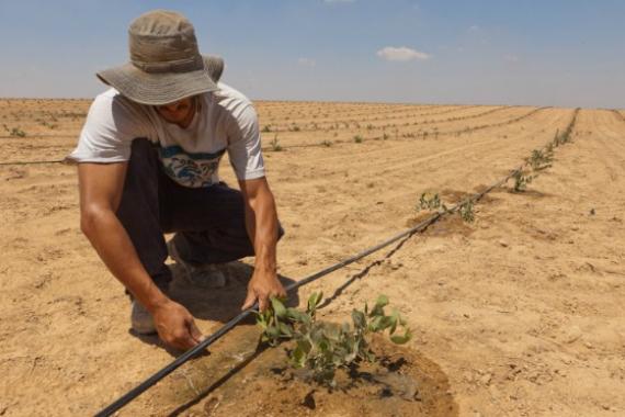 Đây là cách Israel khiến cả thế giới phải cúi đầu khi biến sa mạc thành nơi trồng rau, nuôi cá
